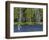 Fly Fishing the Madison River in Yellowstone National Park, Montana, Usa-David R. Frazier-Framed Photographic Print