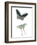 Fly Free 1-Kimberly Allen-Framed Art Print