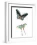Fly Free 1-Kimberly Allen-Framed Art Print