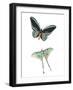 Fly Free 1-Kimberly Allen-Framed Art Print