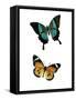 Fly Free 2-Kimberly Allen-Framed Stretched Canvas