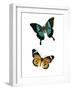 Fly Free 2-Kimberly Allen-Framed Art Print