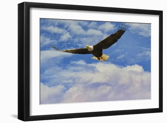 Fly High Bald Eagle-Jai Johnson-Framed Premium Giclee Print