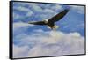 Fly High Bald Eagle-Jai Johnson-Framed Stretched Canvas