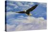Fly High Bald Eagle-Jai Johnson-Stretched Canvas
