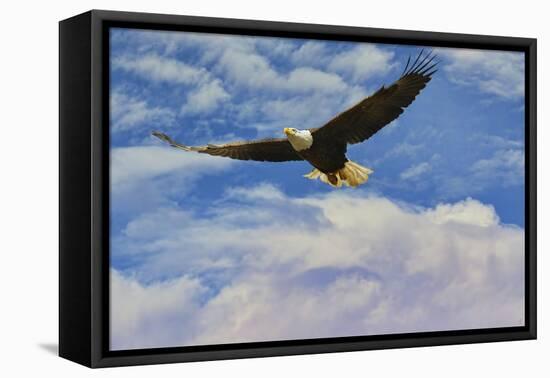 Fly High Bald Eagle-Jai Johnson-Framed Stretched Canvas