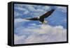 Fly High Bald Eagle-Jai Johnson-Framed Stretched Canvas