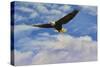 Fly High Bald Eagle-Jai Johnson-Stretched Canvas