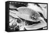 Fly in Leaf Blades of Venus Fly Trap-Philip Gendreau-Framed Stretched Canvas