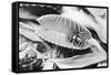 Fly in Leaf Blades of Venus Fly Trap-Philip Gendreau-Framed Stretched Canvas