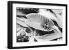 Fly in Leaf Blades of Venus Fly Trap-Philip Gendreau-Framed Photographic Print