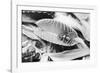 Fly in Leaf Blades of Venus Fly Trap-Philip Gendreau-Framed Photographic Print