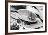 Fly in Leaf Blades of Venus Fly Trap-Philip Gendreau-Framed Photographic Print