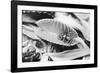 Fly in Leaf Blades of Venus Fly Trap-Philip Gendreau-Framed Photographic Print