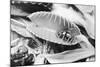Fly in Leaf Blades of Venus Fly Trap-Philip Gendreau-Mounted Photographic Print