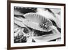 Fly in Leaf Blades of Venus Fly Trap-Philip Gendreau-Framed Photographic Print