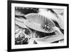 Fly in Leaf Blades of Venus Fly Trap-Philip Gendreau-Framed Photographic Print