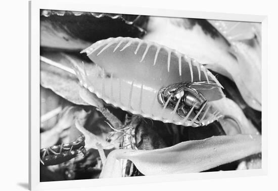 Fly in Leaf Blades of Venus Fly Trap-Philip Gendreau-Framed Photographic Print