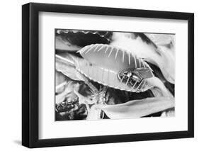 Fly in Leaf Blades of Venus Fly Trap-Philip Gendreau-Framed Photographic Print