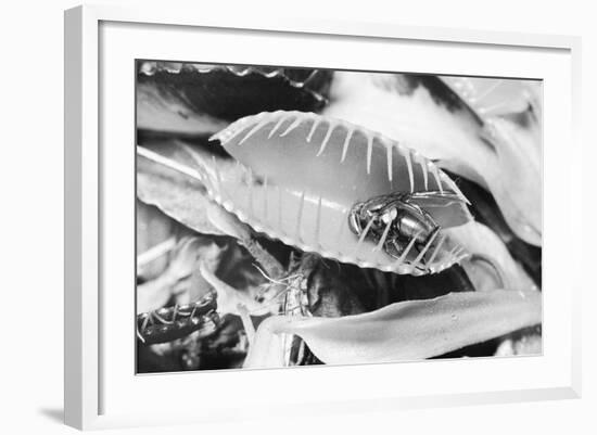 Fly in Leaf Blades of Venus Fly Trap-Philip Gendreau-Framed Photographic Print