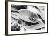 Fly in Leaf Blades of Venus Fly Trap-Philip Gendreau-Framed Photographic Print