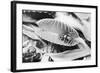 Fly in Leaf Blades of Venus Fly Trap-Philip Gendreau-Framed Photographic Print