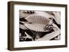 Fly in Leaf Blades of Venus Fly Trap-Philip Gendreau-Framed Photographic Print