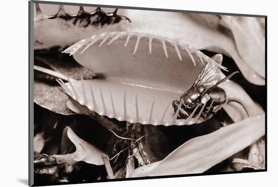 Fly in Leaf Blades of Venus Fly Trap-Philip Gendreau-Mounted Photographic Print