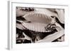 Fly in Leaf Blades of Venus Fly Trap-Philip Gendreau-Framed Photographic Print