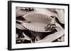 Fly in Leaf Blades of Venus Fly Trap-Philip Gendreau-Framed Photographic Print