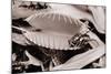 Fly in Leaf Blades of Venus Fly Trap-Philip Gendreau-Mounted Photographic Print