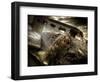 Fly Me-Stephen Arens-Framed Photographic Print