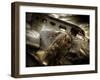 Fly Me-Stephen Arens-Framed Photographic Print