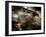 Fly Me-Stephen Arens-Framed Photographic Print