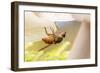 Fly (Mycophaga Testacea) Laying Eggs-Alex Hyde-Framed Photographic Print