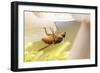 Fly (Mycophaga Testacea) Laying Eggs-Alex Hyde-Framed Photographic Print