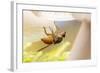 Fly (Mycophaga Testacea) Laying Eggs-Alex Hyde-Framed Photographic Print