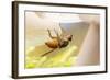 Fly (Mycophaga Testacea) Laying Eggs-Alex Hyde-Framed Photographic Print