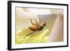 Fly (Mycophaga Testacea) Laying Eggs-Alex Hyde-Framed Photographic Print