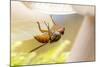 Fly (Mycophaga Testacea) Laying Eggs-Alex Hyde-Mounted Photographic Print