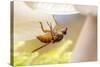 Fly (Mycophaga Testacea) Laying Eggs-Alex Hyde-Stretched Canvas