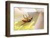 Fly (Mycophaga Testacea) Laying Eggs-Alex Hyde-Framed Photographic Print