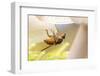 Fly (Mycophaga Testacea) Laying Eggs-Alex Hyde-Framed Photographic Print