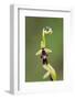 Fly orchid in flower with resting fly, Lorraine, France-Michel Poinsignon-Framed Photographic Print