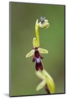 Fly orchid in flower with resting fly, Lorraine, France-Michel Poinsignon-Mounted Photographic Print