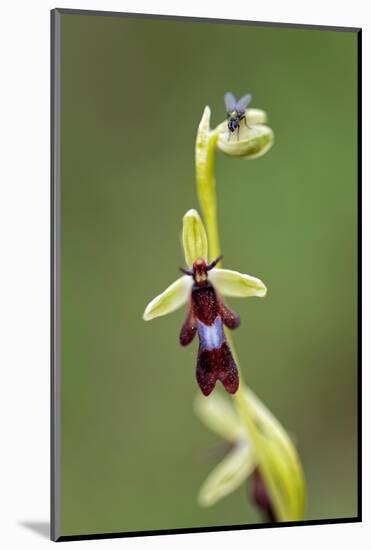 Fly orchid in flower with resting fly, Lorraine, France-Michel Poinsignon-Mounted Photographic Print