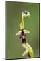 Fly orchid in flower with resting fly, Lorraine, France-Michel Poinsignon-Mounted Photographic Print