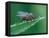 Fly resting on leaf, at dawn covered in heavy dew, UK-Andy Sands-Framed Stretched Canvas