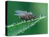 Fly resting on leaf, at dawn covered in heavy dew, UK-Andy Sands-Stretched Canvas