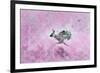 Fly with Hare-Claire Westwood-Framed Premium Giclee Print